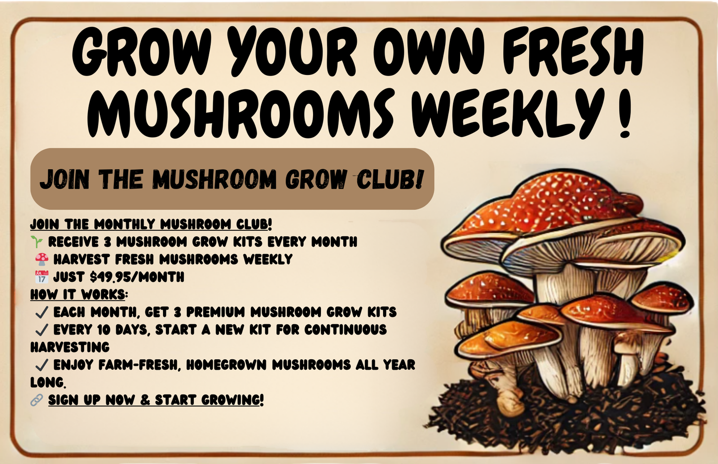 3 lbs. Oyster Mushroom Grow Kit โ Grow Fresh, Gourmet Mushrooms at Home!